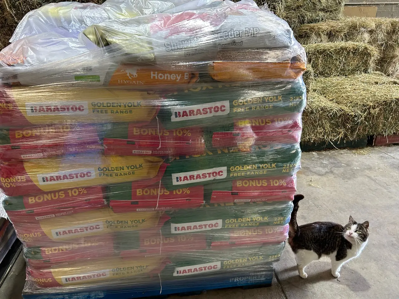 Hay and feed in store, with the store cat nearby