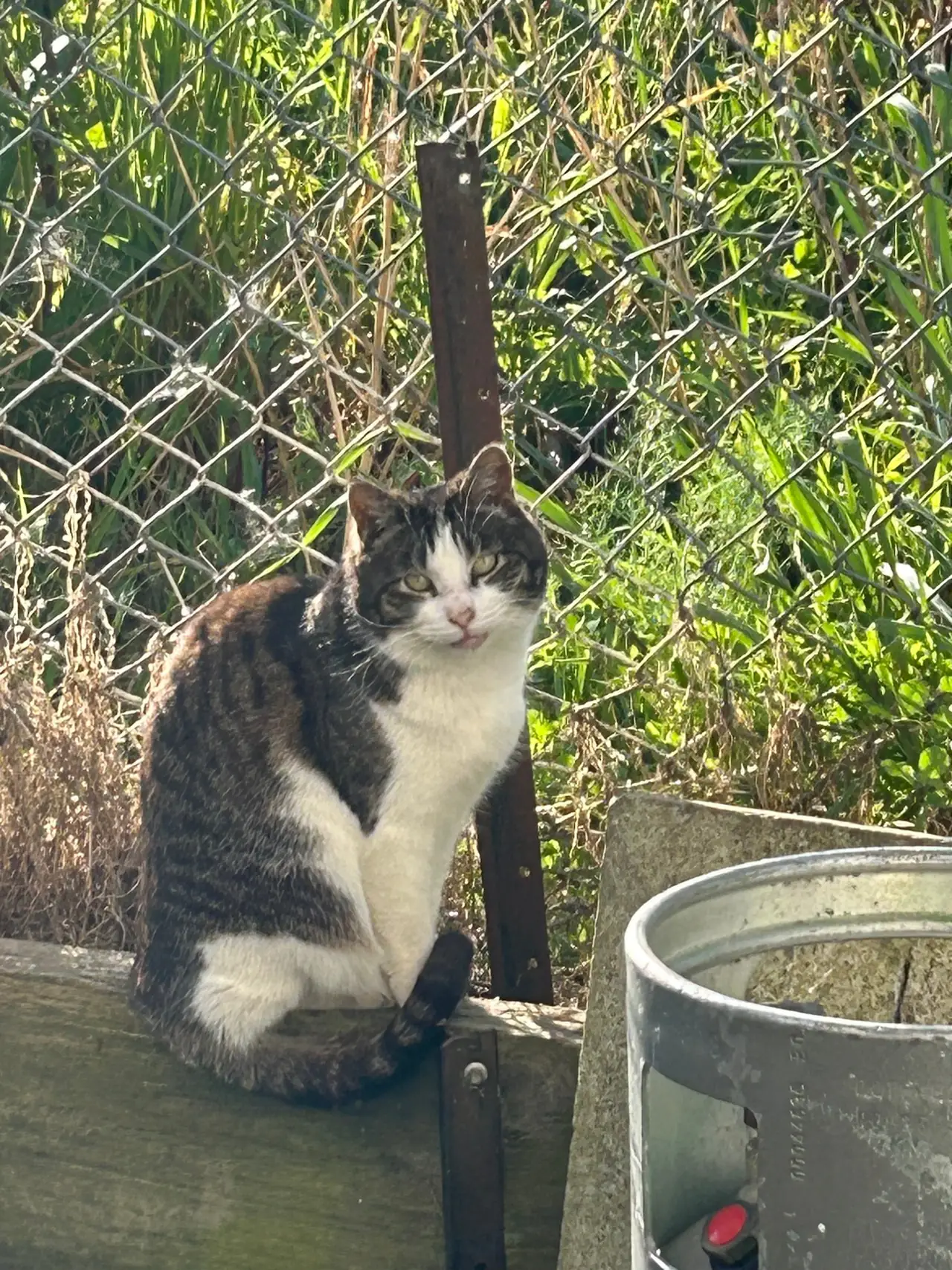 A cat sitting beside the store yard fence