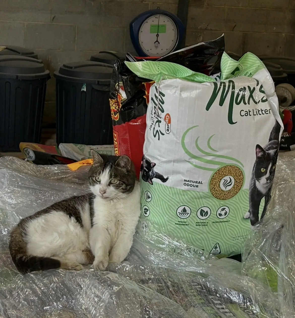 Max's cat litter and the store cat